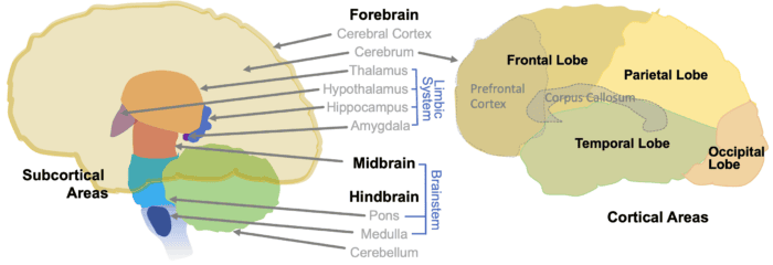 brain regions